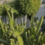 Сезон 2021 Єгипет