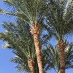 Шарм-эль-Шейх